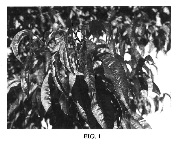 Figure 1 of US plant patent PP16836, the photograph of H28-52-96270 printed in the patent.