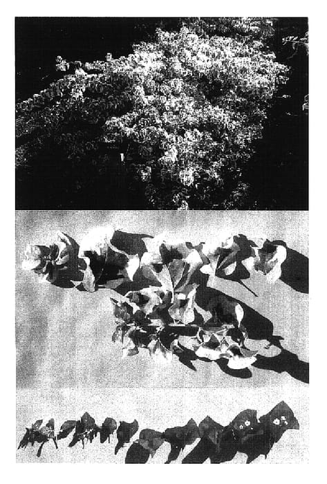Figure 1 of US plant patent PP16837, the photograph of Wabag printed in the patent.