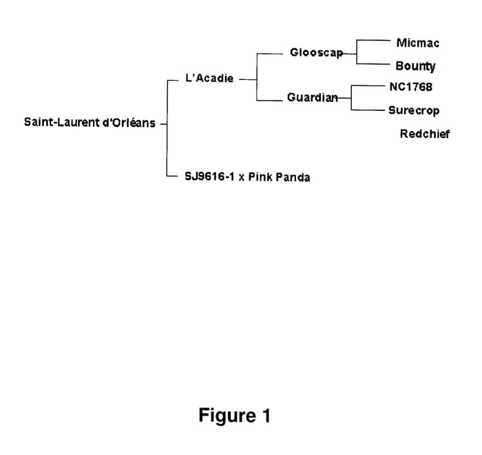 Figure 1 of US plant patent PP16838, the photograph of Saint-Laurent d'Orleans printed in the patent.