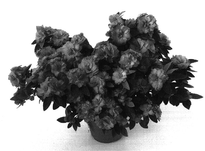 Figure 1 of US plant patent PP16839, the photograph of Carmen printed in the patent.
