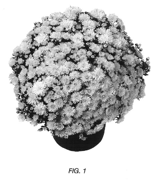 Figure 1 of US plant patent PP16840, the photograph of Gedi Three Gel printed in the patent.
