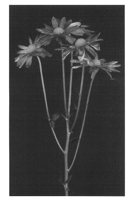 Figure 1 of US plant patent PP16841, the photograph of Yoplay printed in the patent.