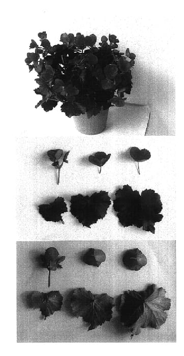 Figure 1 of US plant patent PP16842, the photograph of Betulia Bright Pink printed in the patent.