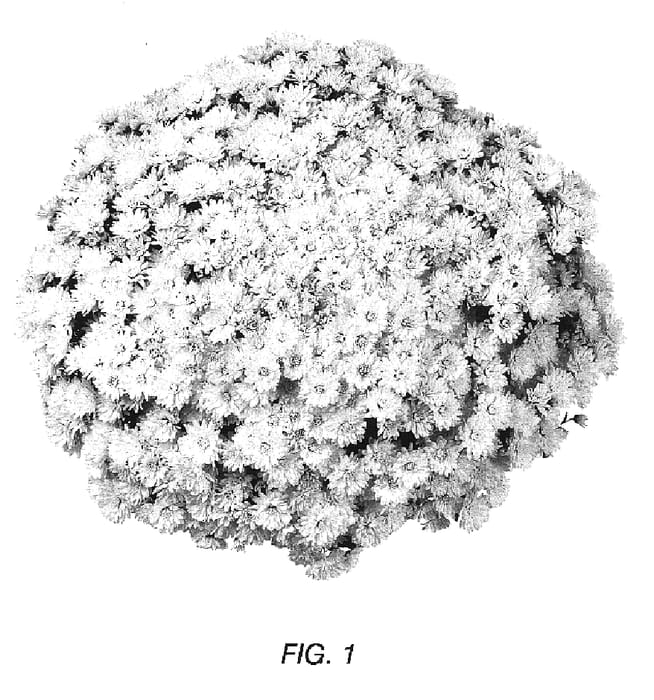 Figure 1 of US plant patent PP16843, the photograph of Gedi Three Mil printed in the patent.