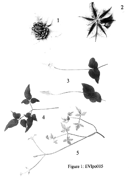 Figure 1 of US plant patent PP16844, the photograph of EVIpo005 printed in the patent.