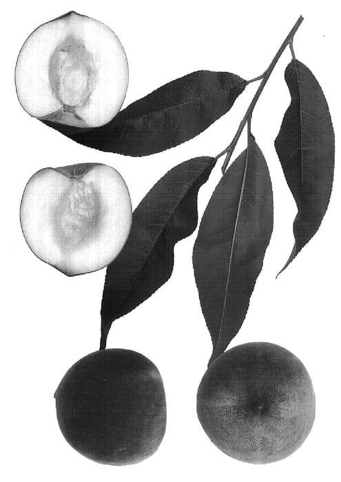 Figure 1 of US plant patent PP16845, the photograph of Vista Snow printed in the patent.