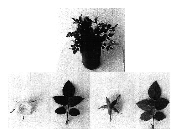 Figure 1 of US plant patent PP16846, the photograph of Evera 104 printed in the patent.