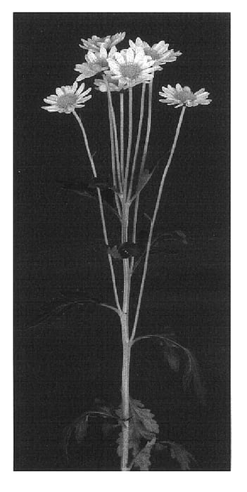 Figure 1 of US plant patent PP16847, the photograph of Yoguide printed in the patent.