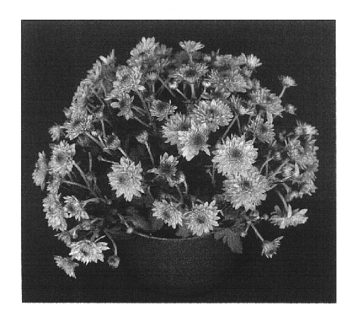 Figure 1 of US plant patent PP16848, the photograph of Yomiranda printed in the patent.