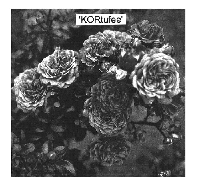 Figure 1 of US plant patent PP16849, the photograph of KORtufee printed in the patent.