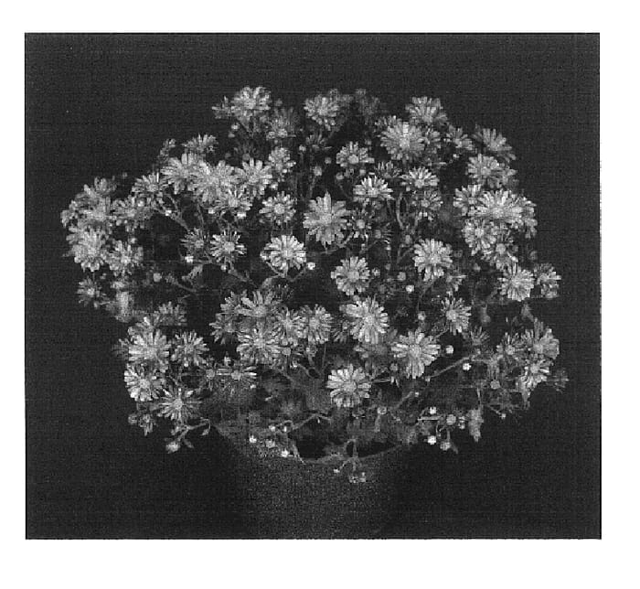 Figure 1 of US plant patent PP16850, the photograph of Yopriscilla printed in the patent.