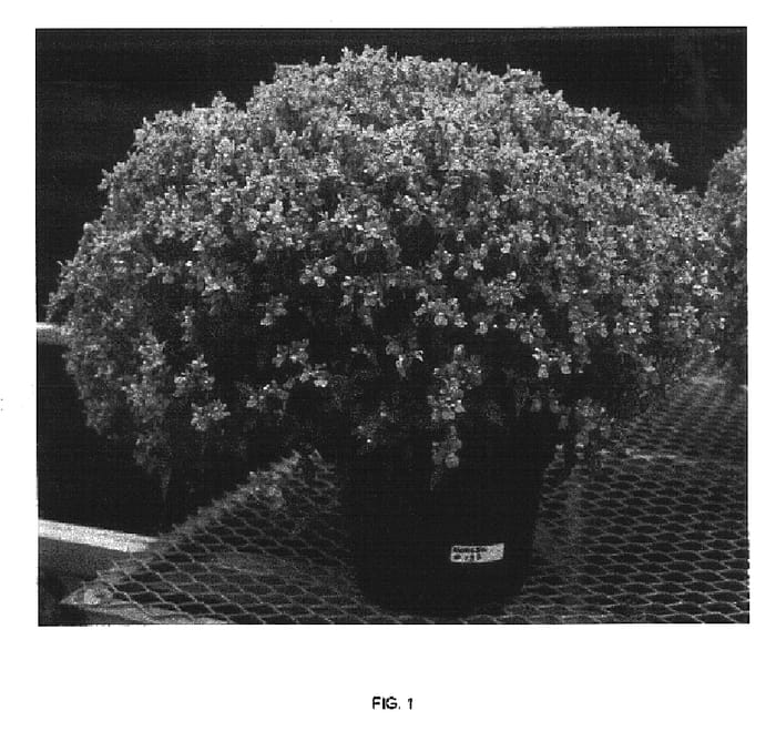 Figure 1 of US plant patent PP16851, the photograph of Fleuripi printed in the patent.