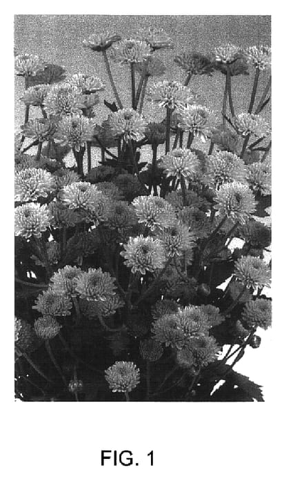 Figure 1 of US plant patent PP16852, the photograph of Cekiwi Green printed in the patent.