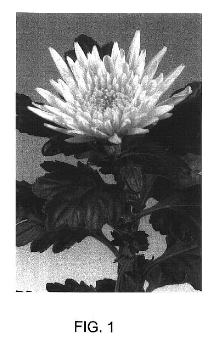 Figure 1 of US plant patent PP16853, the photograph of Natasha Sunny printed in the patent.