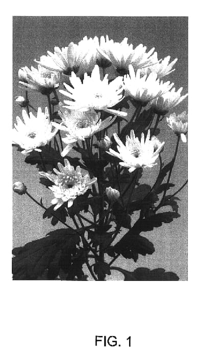 Figure 1 of US plant patent PP16854, the photograph of Ceshakira White printed in the patent.