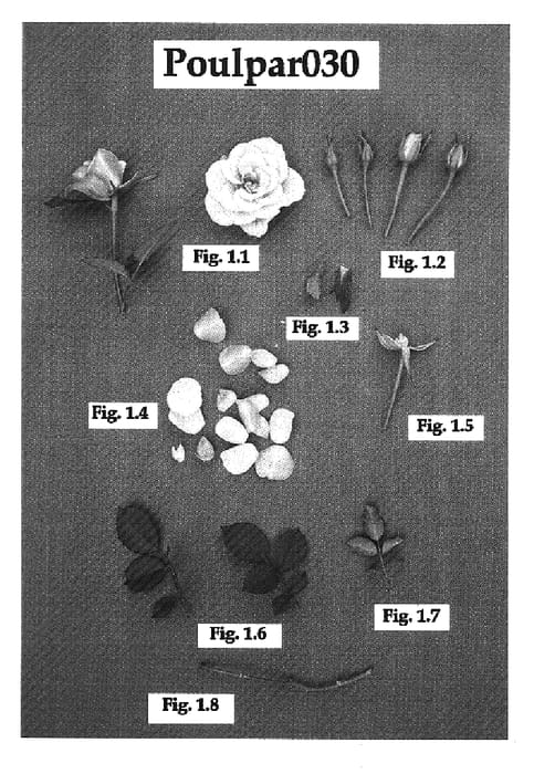 Figure 1 of US plant patent PP16855, the photograph of Poulpar030 printed in the patent.