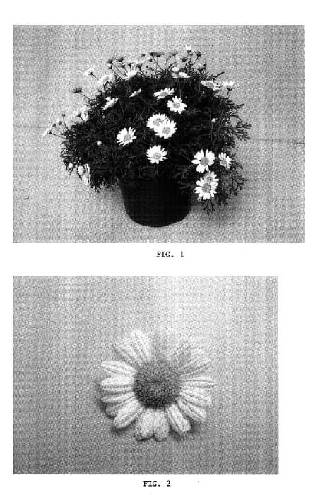 Figure 1 of US plant patent PP16857, the photograph of OHMADLEVA printed in the patent.