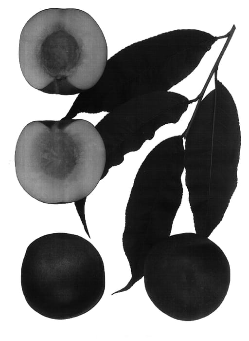 Figure 1 of US plant patent PP16858, the photograph of Polar Light printed in the patent.