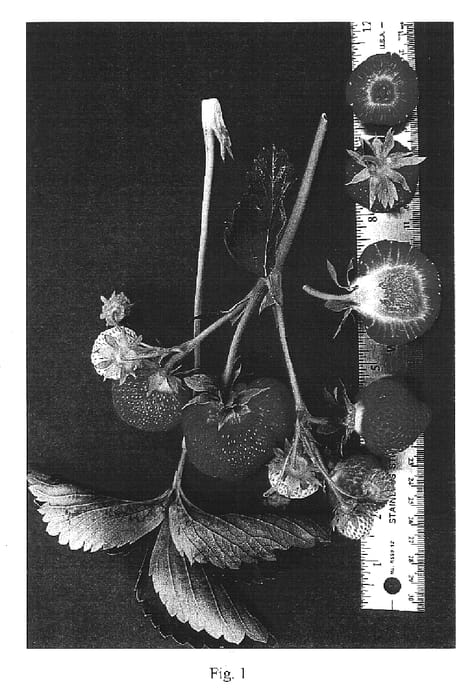 Figure 1 of US plant patent PP16859, the photograph of Brunswick printed in the patent.