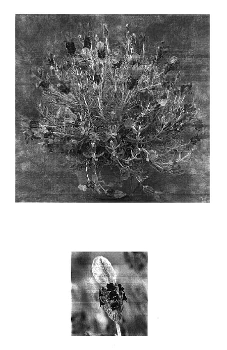 Figure 1 of US plant patent PP16860, the photograph of Bellav printed in the patent.