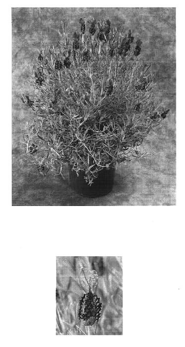 Figure 1 of US plant patent PP16861, the photograph of Belpur printed in the patent.