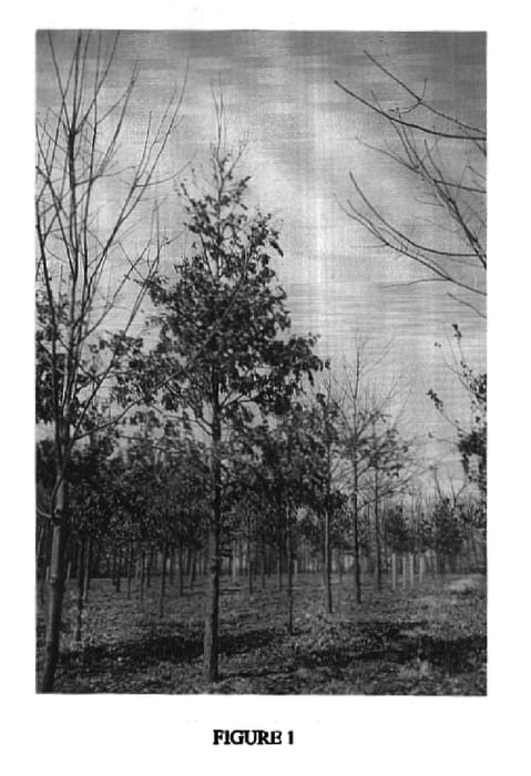 Figure 1 of US plant patent PP16862, the photograph of AFTO-1 printed in the patent.