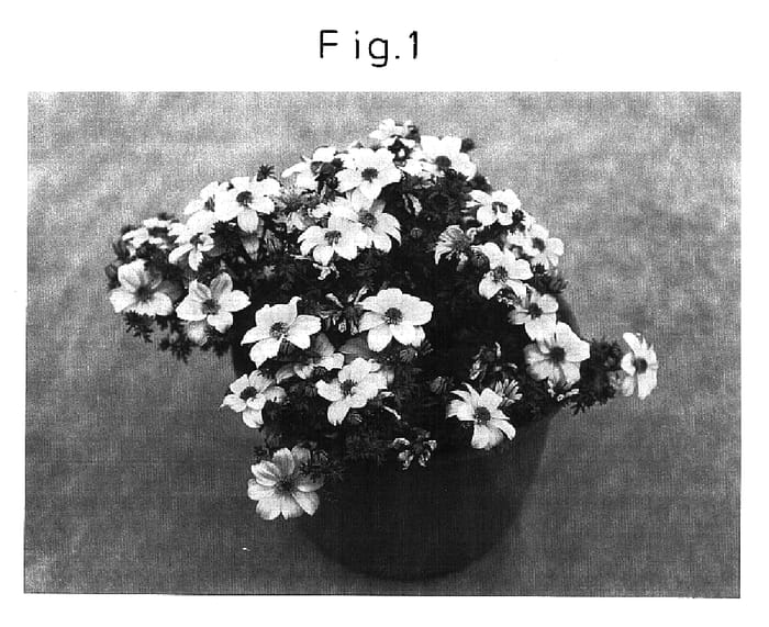 Figure 1 of US plant patent PP16863, the photograph of Sunbidesupa printed in the patent.