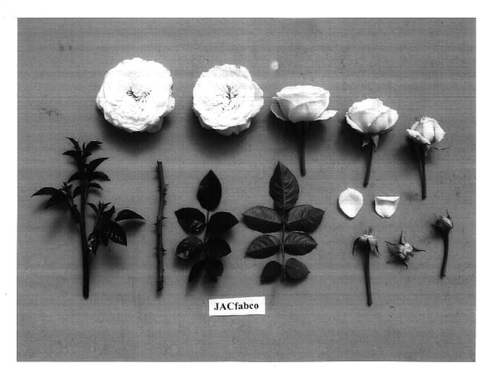 Figure 1 of US plant patent PP16864, the photograph of JACfabco printed in the patent.