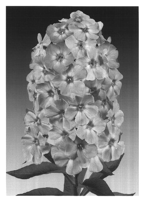 Figure 1 of US plant patent PP16865, the photograph of Junior Bouquet printed in the patent.
