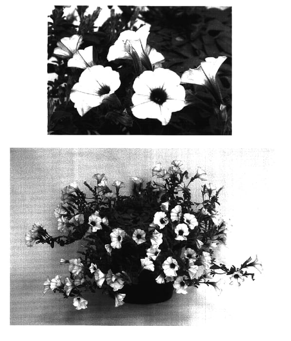 Figure 1 of US plant patent PP16866, the photograph of MP221 printed in the patent.