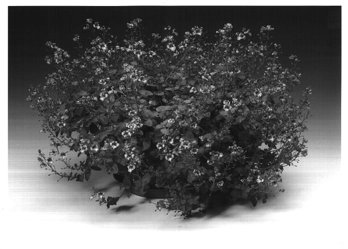 Figure 1 of US plant patent PP16867, the photograph of Diasroroc printed in the patent.
