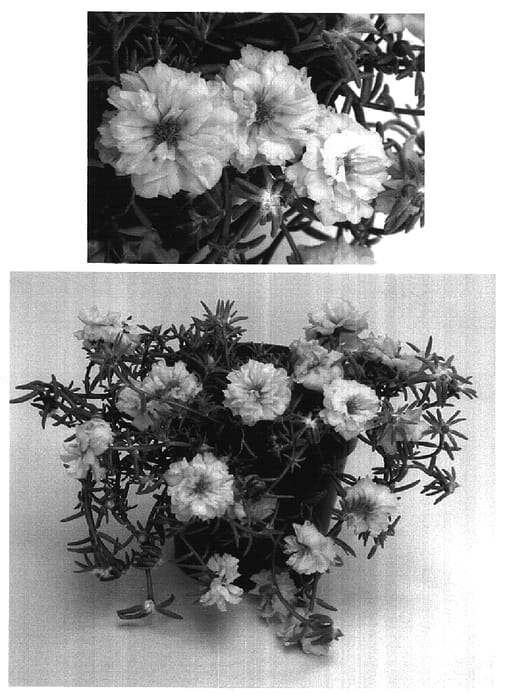 Figure 1 of US plant patent PP16868, the photograph of Bodhigyel printed in the patent.