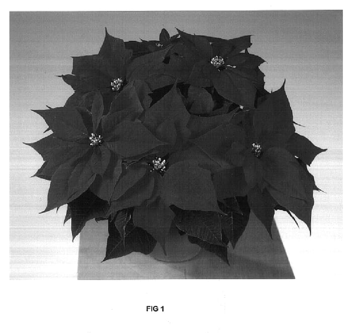 Figure 1 of US plant patent PP16869, the photograph of Fisnovired printed in the patent.