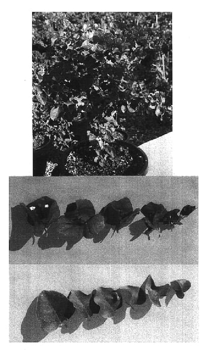 Figure 1 of US plant patent PP16871, the photograph of Maudi printed in the patent.