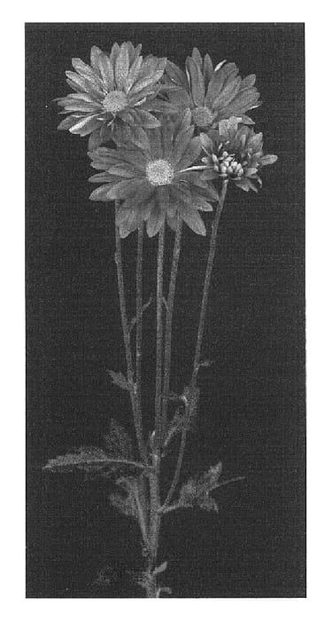Figure 1 of US plant patent PP16872, the photograph of Yolife printed in the patent.