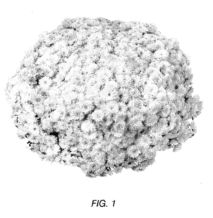 Figure 1 of US plant patent PP16873, the photograph of GEDI THREE PS printed in the patent.
