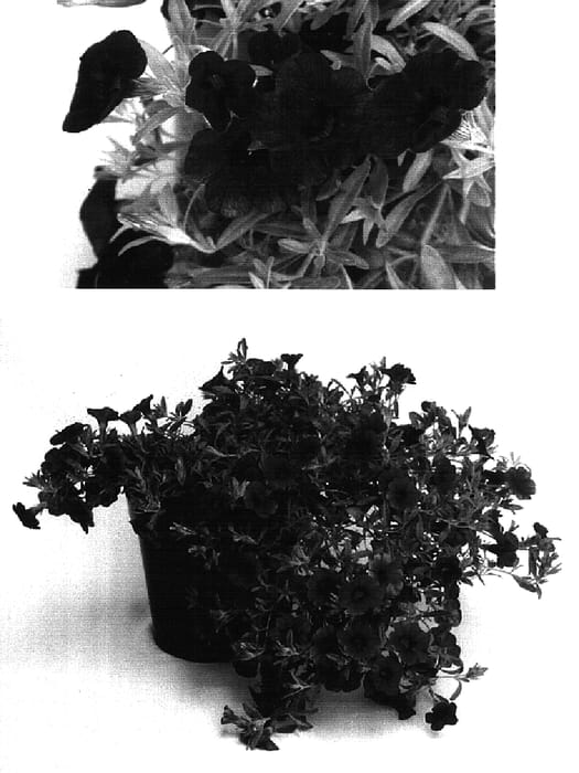 Figure 1 of US plant patent PP16874, the photograph of Kiecasflirob printed in the patent.