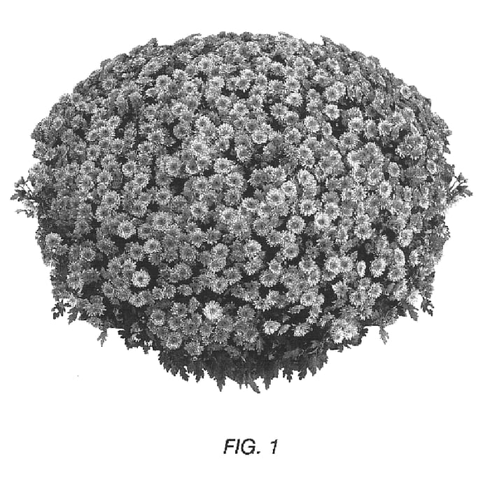 Figure 1 of US plant patent PP16875, the photograph of Gedi Three Sie printed in the patent.