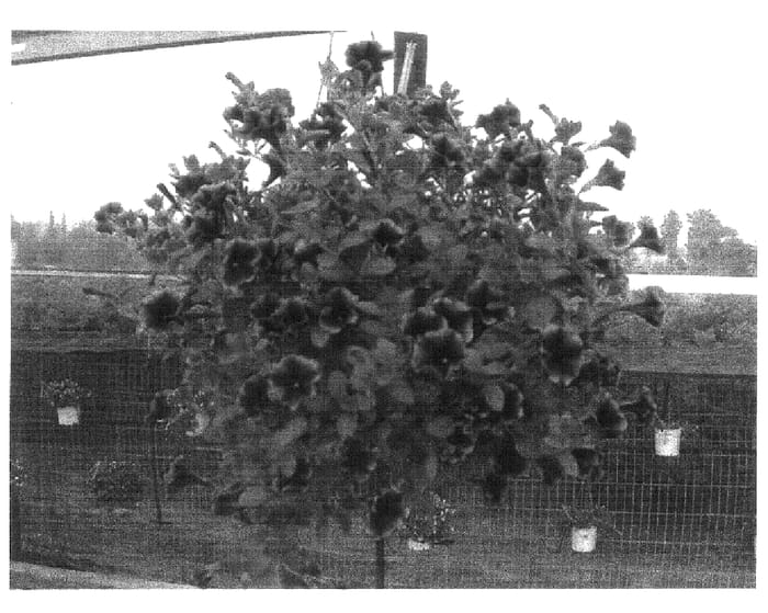Figure 1 of US plant patent PP16876, the photograph of Danpetbor printed in the patent.