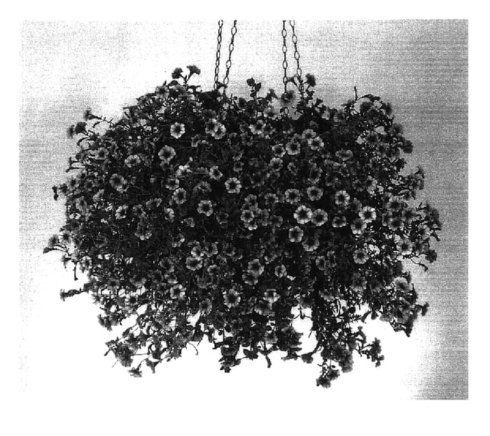 Figure 1 of US plant patent PP16877, the photograph of Dancasblu printed in the patent.