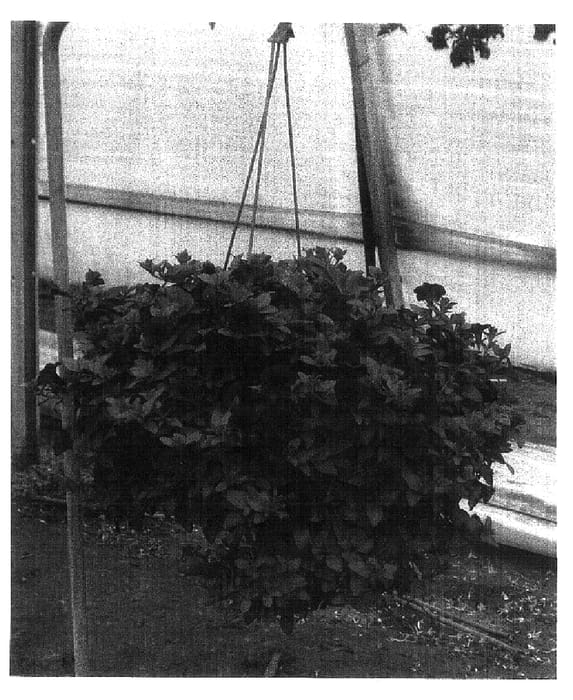 Figure 1 of US plant patent PP16878, the photograph of Danpetblu printed in the patent.
