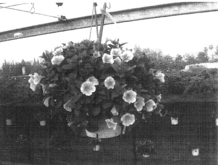 Figure 1 of US plant patent PP16879, the photograph of Danpetyel printed in the patent.