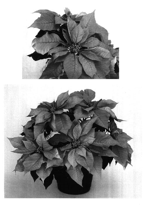 Figure 1 of US plant patent PP16880, the photograph of PER7102 printed in the patent.