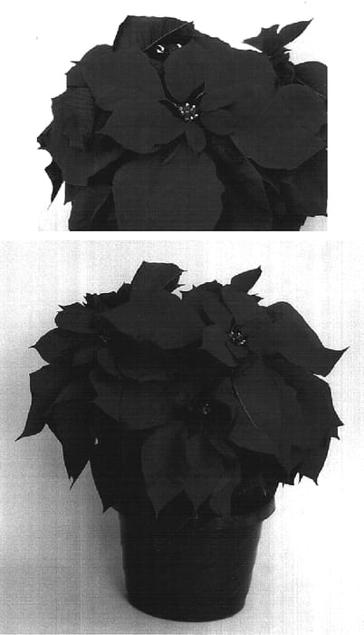 Figure 1 of US plant patent PP16881, the photograph of PER1056 printed in the patent.