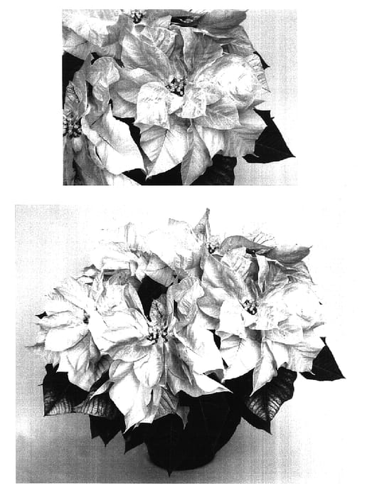 Figure 1 of US plant patent PP16882, the photograph of PER975 printed in the patent.