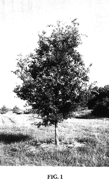 Figure 1 of US plant patent PP16883, the photograph of Whit XXX printed in the patent.