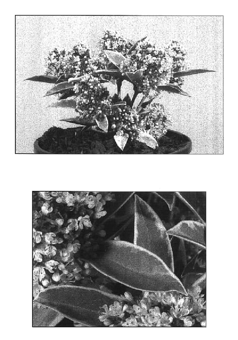 Figure 1 of US plant patent PP16884, the photograph of Magic Marlot printed in the patent.