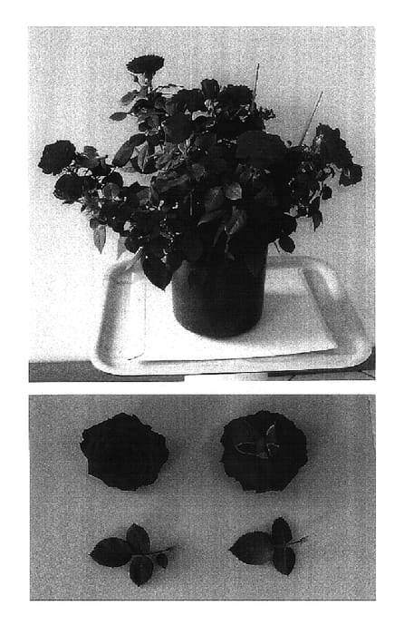 Figure 1 of US plant patent PP16885, the photograph of Evera 126 printed in the patent.
