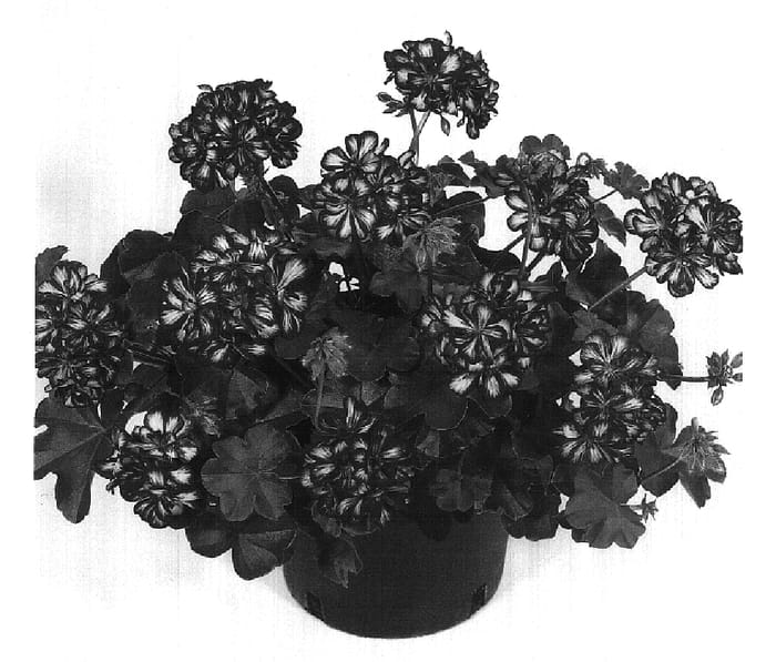 Figure 1 of US plant patent PP16886, the photograph of Dueamarostar printed in the patent.
