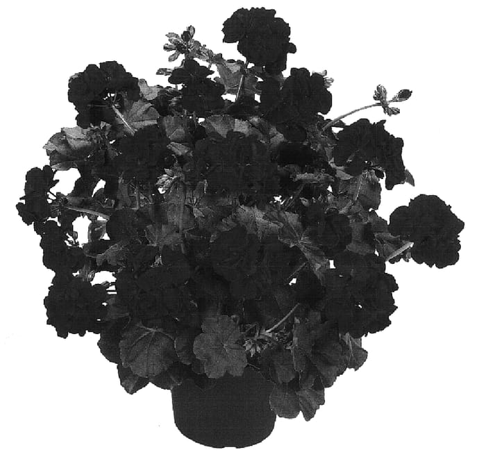 Figure 1 of US plant patent PP16887, the photograph of Dueamaro printed in the patent.
